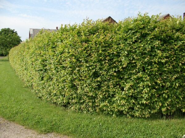 Hainbuche (Carpinus betulus), Freilandware