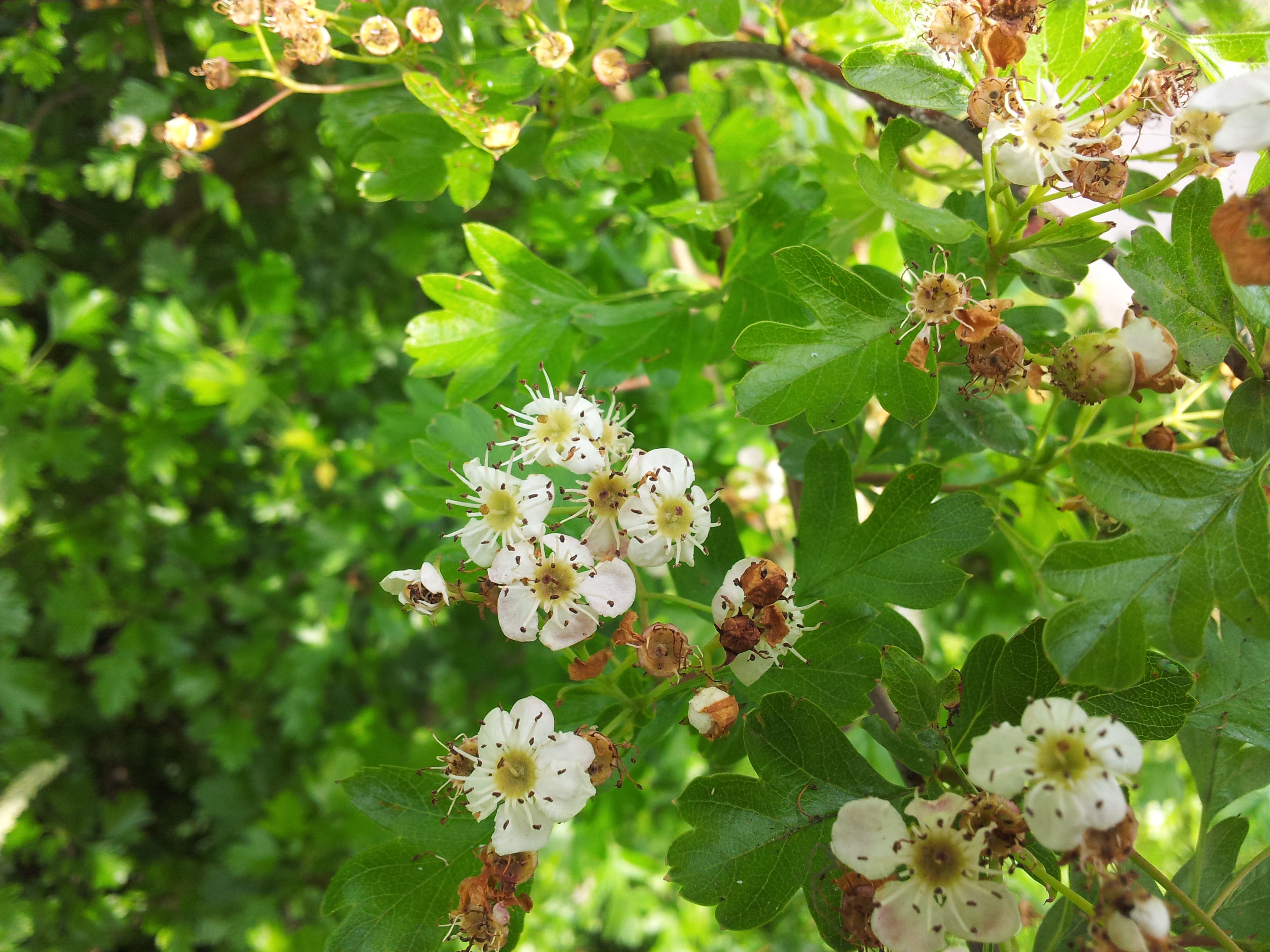 Weissdorn Crataegus im Topf gezogen, jederzeit pflanzbar