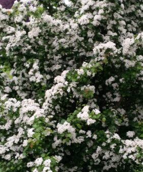 Weißdorn (Crataegus monogyna), topfgewachsen