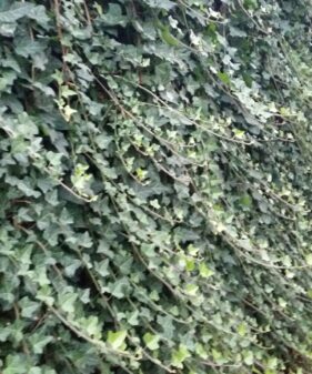20150821_201853 Einheimischer Efeu (Hedera helix)
