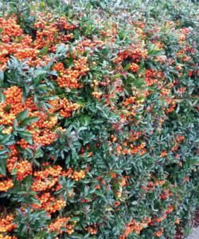 Feuerdorn orange (Pyracantha crenoserata ‚Orange Glow‘)
