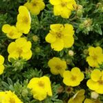 Gelber Fünffingerstrauch (Potentilla fruticosa 'Kobold'), topfgewachsen - 15-bis-20 - p9-topf-9x9-cm-ca-0-5-l