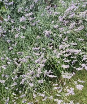 Lavendel ‚Hidcote Blue‘ (Lavandula angustifolia ‚Hidcote Blue‘)