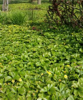 Waldsteinie (Waldsteinia ternata) Staude