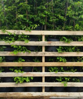 Hainbuche (Carpinus betulus)