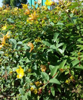 Blühende Hecke aus Hypericum hidcote gold Großblumiges Johanniskraut ‚Gold‘ (Hypericum ‚Hidcote Gold‘), topfgewachsen