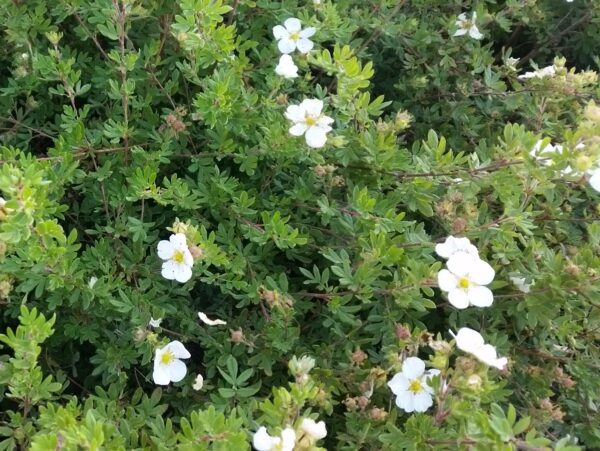 Weißer Fünffingerstrauch (Potentilla fruticosa ‘Mandshurica’)