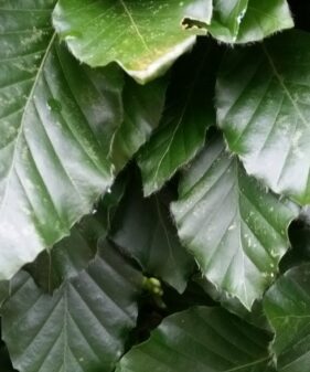 Rotbuche (Fagus sylvatica)