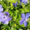 Kleinblättriges Immergrün (Vinca Minor), topfgewachsen