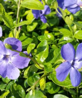 Kleinblättriges Immergrün (Vinca Minor), topfgewachsen