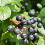 Früchte von Roter Hartriegel - cornus sanguinea