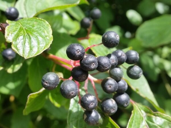 Roter Hartriegel (Cornus sanguinea)