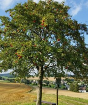 Vogelbeere oder Eberesche (Sorbus aucuparia, L. ; Syn. Pyrus aucuparia), topfgewachsen