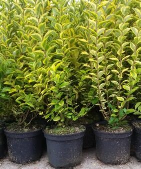 Goldliguster (Ligustrum vulgare Ovalifolium ‚Aureum‘)