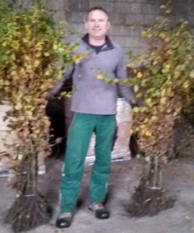 Hainbuche (Carpinus betulus), Freilandware