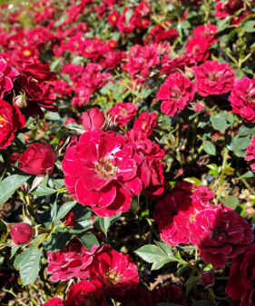 Rosa ‚The fairy red‘