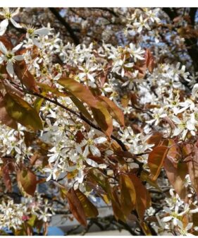 Kupfer-Felsenbirne (Amelanchier lamarckii), topfgewachsen