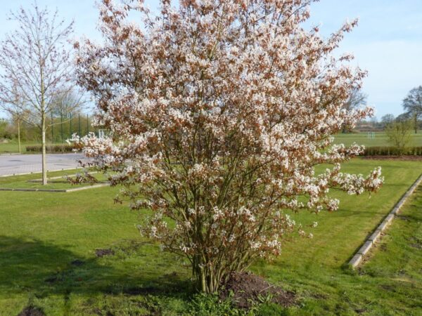 Kupfer-Felsenbirne (Amelanchier lamarckii), topfgewachsen