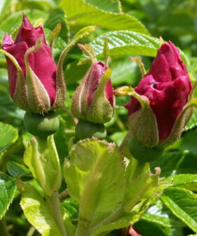 Halb geöffnete Blüte von Beetrose ‚Rotes Meere‘ Bodendeckerrose ‚Rotes Meer‘ (Rosa Rugosa ‚Rotes Meer‘), topfgewachsen