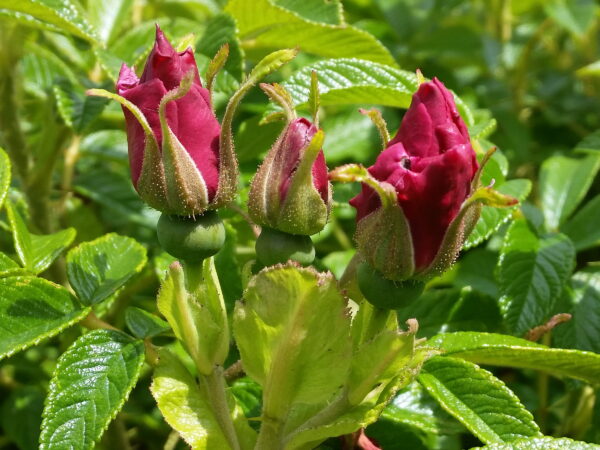 Bodendeckerrose ‘Rotes Meer’ (Rosa Rugosa ‘Rotes Meer’), topfgewachsen