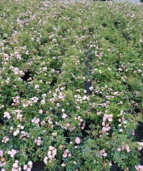 Rosa ‚the fairy‘