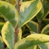 Goldliguster (Ligustrum vulgare Ovalifolium 'Aureum'), topfgewachsen - ca-3-liter - 60-bis-100