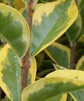 Belaubung von Goldliguster ovalifolium aureum Goldliguster (Ligustrum vulgare Ovalifolium ‚Aureum‘)