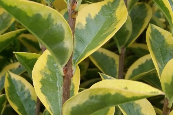 Goldliguster (Ligustrum vulgare Ovalifolium ‚Aureum‘)