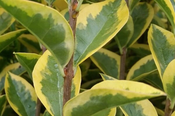 Goldliguster (Ligustrum vulgare Ovalifolium ‚Aureum‘), topfgewachsen