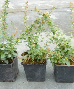 Berberitze berberis buxifolia nana im 1L Topf Buxusblättrige Berberitze (Berberis buxifolia Nana)