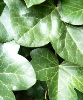 Irischer Efeu (Hedera helix Hibernica), gestäbt