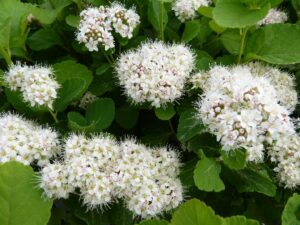 Birkenblättriger Spierstrauch Spiraea betulifolia mit weißer Blüte