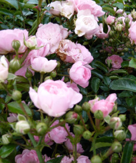 Rosa ‚the fairy‘