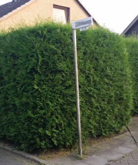 Thuja Brabant Hecke Lebensbaum Brabant (Thuja occidentalis ‚Brabant‘), topfgewachsen