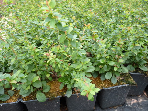 Buxusblättrige Berberitze (Berberis buxifolia Nana)