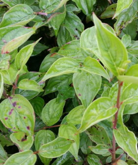 Gelber Hartriegel (Cornus mas)