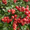 Roter Feuerdorn (Pyracantha coccinea ‚Red Column‘)