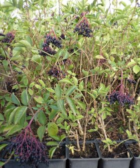 Schwarzer Holunder, Fliederbeere (‚Sambucus Nigra‘), topfgewachsen