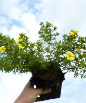 Gelber Fünffingerstrauch Potentilla kobold im 0,5L Topf Gelber Fünffingerstrauch (Potentilla fruticosa ‚Kobold‘), topfgewachsen