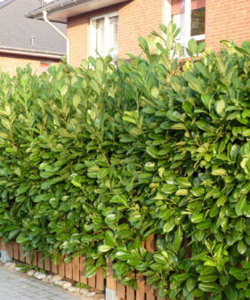 Großblättriger Kirschlorbeer (Prunus laurocerasus ‚Rotundifolia‘), Heckenpflanze