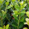 Berg-Ilex ‚Green Hedge‘ (Ilex crenata „Green Hedge“), topfgewachsen