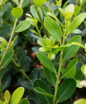 Berg-Ilex ‚Green Hedge‘ (Ilex crenata „Green Hedge“), topfgewachsen