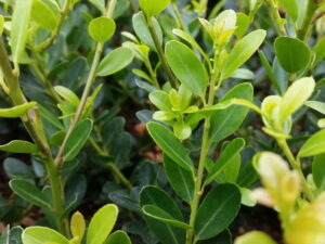 Berg-Ilex ‘Green Hedge’ (Ilex crenata “Green Hedge”), topfgewachsen