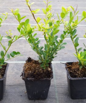 Ilex Green Hedge (Japan Hülse) im P9 Topf Berg-Ilex ‚Green Hedge‘ (Ilex crenata „Green Hedge“), topfgewachsen