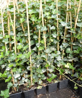 Irischer Efeu (Hedera helix Hibernica), gestäbt