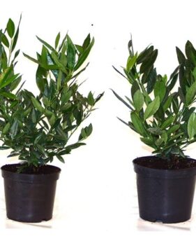 Kirschlorbeer_otto_luyken_2_container (Kopie) Breitwüchsiger Kirschlorbeer ‚Otto Luyken‘ (Prunus laurocerasus ‚Otto Luyken‘)