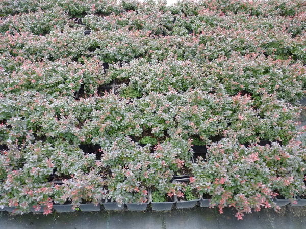 Kleine Blutberberitze (Berberis thunbergii ‘Atropurpurea Nana’), topfgewachsen