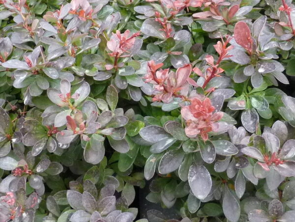 Kleine Blutberberitze (Berberis thunbergii ‚Atropurpurea Nana‘), topfgewachsen