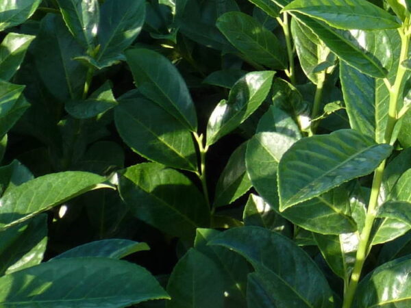 Großblättriger Kirschlorbeer (Prunus laurocerasus ‚Rotundifolia‘), Heckenpflanze