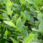 Kirschlorbeer Diana (Prunus laurocerasus 'Diana'), topfgewachsen - 40-bis-60